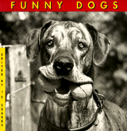 Funny Dogs