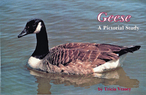 Geese a Pictorial Study