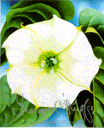 Georgia O'Keeffe: 100 Flowers