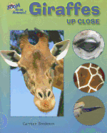 Giraffes Up Close