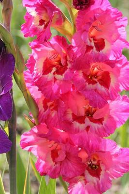 Gladiolus Notebook - Wild Pages Press
