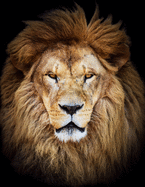 Graph Paper Notebook: Quad Ruled Graphing Paper, 200 Pages, Lion Head (8.5x11)