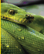 Green Snake Notebook: Green Snake Notebook: Viper Reptile: Wide Ruled - 100 Sheets - 200 Pages - 9.25 X 7.5 In. for School Office Home Student Teacher Use