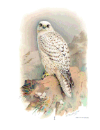 Greenland Gyrfalcon Composition Notebook