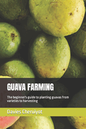Guava Farming: The beginner's guide to planting guavas from varieties to harvesting