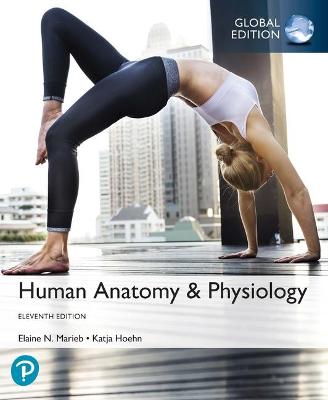 Human Anatomy & Physiology, Global Edition - Marieb, Elaine, and Hoehn, Katja