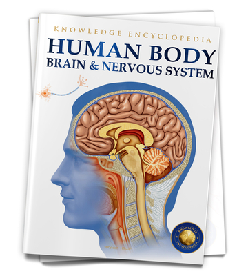 Human Body: Brain and Nervous System - Wonder House Books