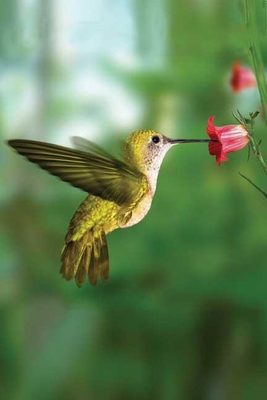Hummingbird Blank Journal - Press, Nodin (Prepared for publication by)