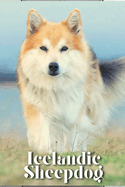 Icelandic Sheepdog: Dog breed overview and guide