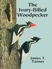 The Ivory-Billed Woodpecker