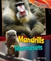 Mandrills and Marmosets