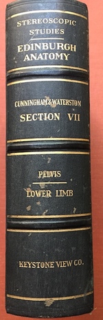 Stereoscopic Studies of Anatomy Prepared Under the Authority of the University of Edinburgh: Section Seven (7): Pelvis, Lower Limb