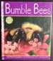 Bumble Bees (Insects)