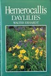 Hemerocallis-Day Lillies
