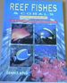 Reef Fishes & Corals: East Coast of Southern Africa