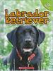 Labrador Retriever (Top Dogs)