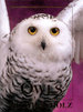 Owls: an Artist's Guide to Understanding Owls