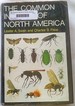 Common Insects of North America