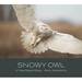 Snowy Owl: a Visual Natural History