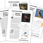 Gray Kingbird: Birds of North America Species Account