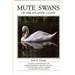 Mute Swans of the Atlantic Coast