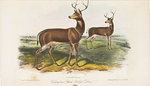 The Quadrupeds of North America By James Audubon, F.R.S. and the Rev. John Bachman, D.D. True First Octavo Editions