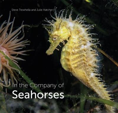 In the Company of Seahorses - Trewhella, Steve, and Hatcher, Julie