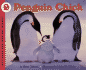 Penguin Chick