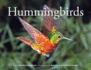 Hummingbirds 2019