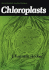 Chloroplasts