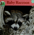 Baby Raccoon (Look Look)