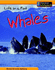 Life in a Pod of Whales (Animal Groups)