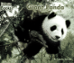 Giant Panda