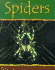 Spiders (Minibeasts)