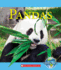 Pandas