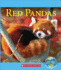 Red Pandas (Nature's Children) (Library Edition)