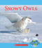 Snowy Owls