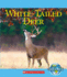 White-Tailed Deer