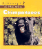 Chimpanzees (in the Wild)