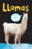 Llamas (Easy Readers)