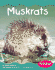 Muskrats (Pebble Books)