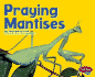 Praying Mantises