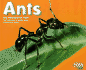 Ants [Scholastic]