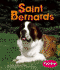 Saint Bernards (Dogs)