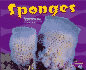 Sponges