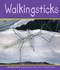 Walkingsticks (Insects)