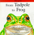 From Tadpole to Frog (Lifecycles)