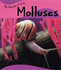 Molluscs (Lift Off)