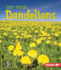 Dandelions Format: Paperback
