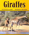 Giraffes (Rigby Pm Benchmark Collection: Level 23)